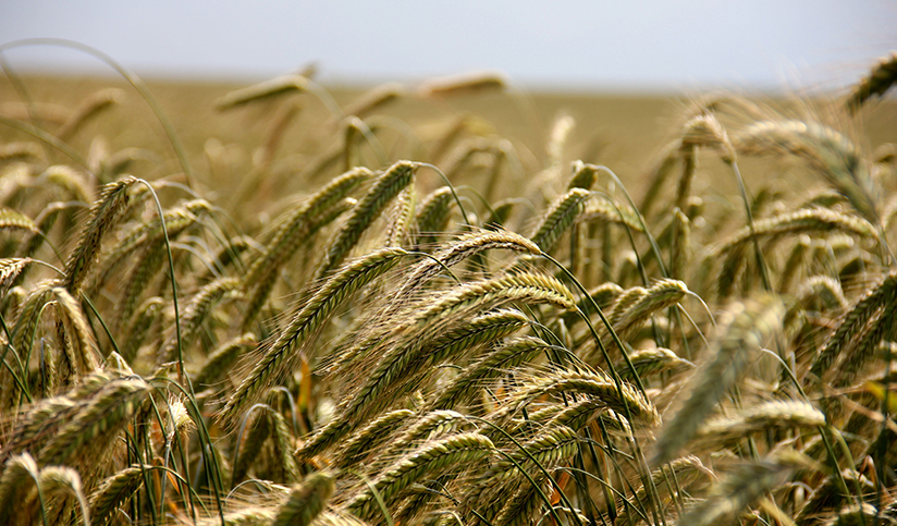 Castilla-La Mancha pierde 98.000 hectáreas de agricultura ecológica