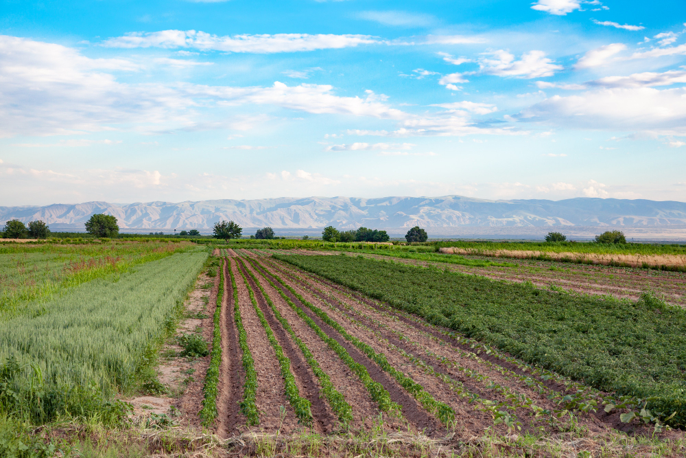 Se recurre la ayuda para paliar las repercusiones de la invasión de Ucrania por parte de Rusia aprobada por la Consejería de Agricultura de Castilla-La Mancha